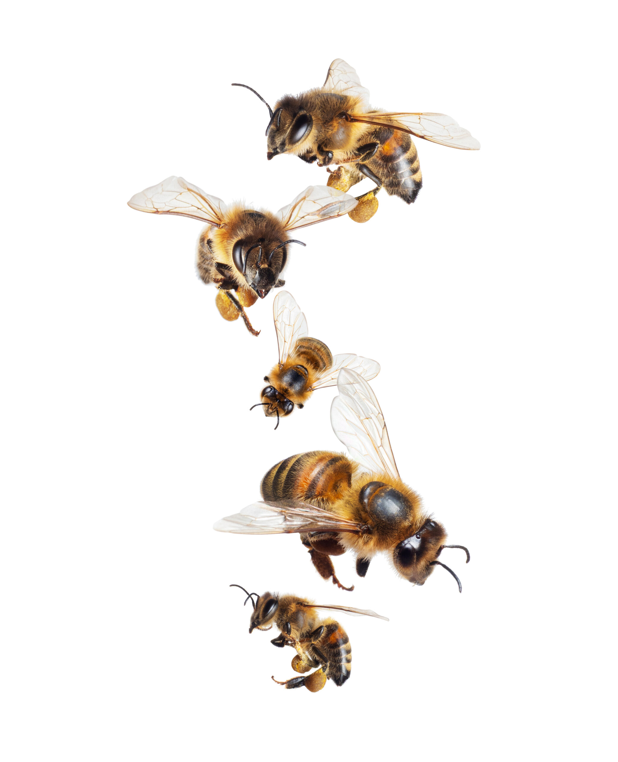 Group of flying honey bees with pollen isolated on white background